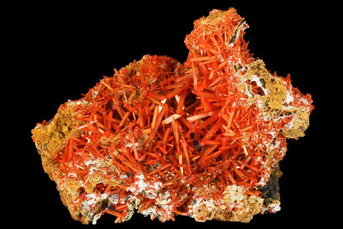 Bright Orange Crocoite Crystal Cluster - Tasmania #171678